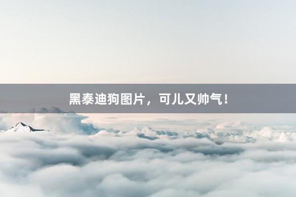 黑泰迪狗图片,可儿又帅气!